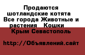 Продаются шотландские котята - Все города Животные и растения » Кошки   . Крым,Севастополь